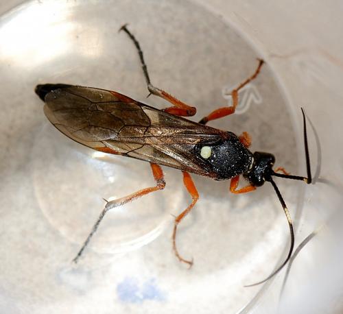 Réf. 261 296 : Diphyus quadripunctorius